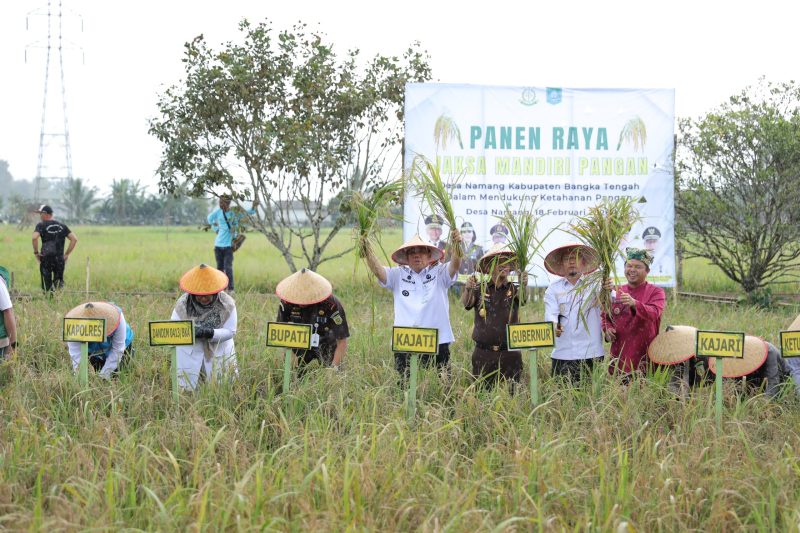 Panen padi bersama Forkopimda Provinsi Bangka Belitung