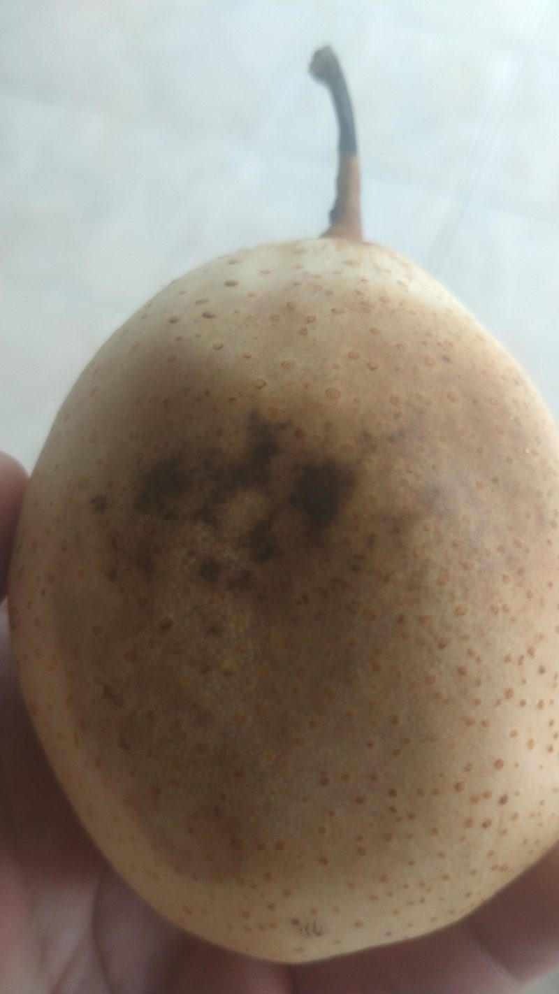 Buah Pir yang diberikan kepada seorang siswi di MIN 1 Bangka Tengah