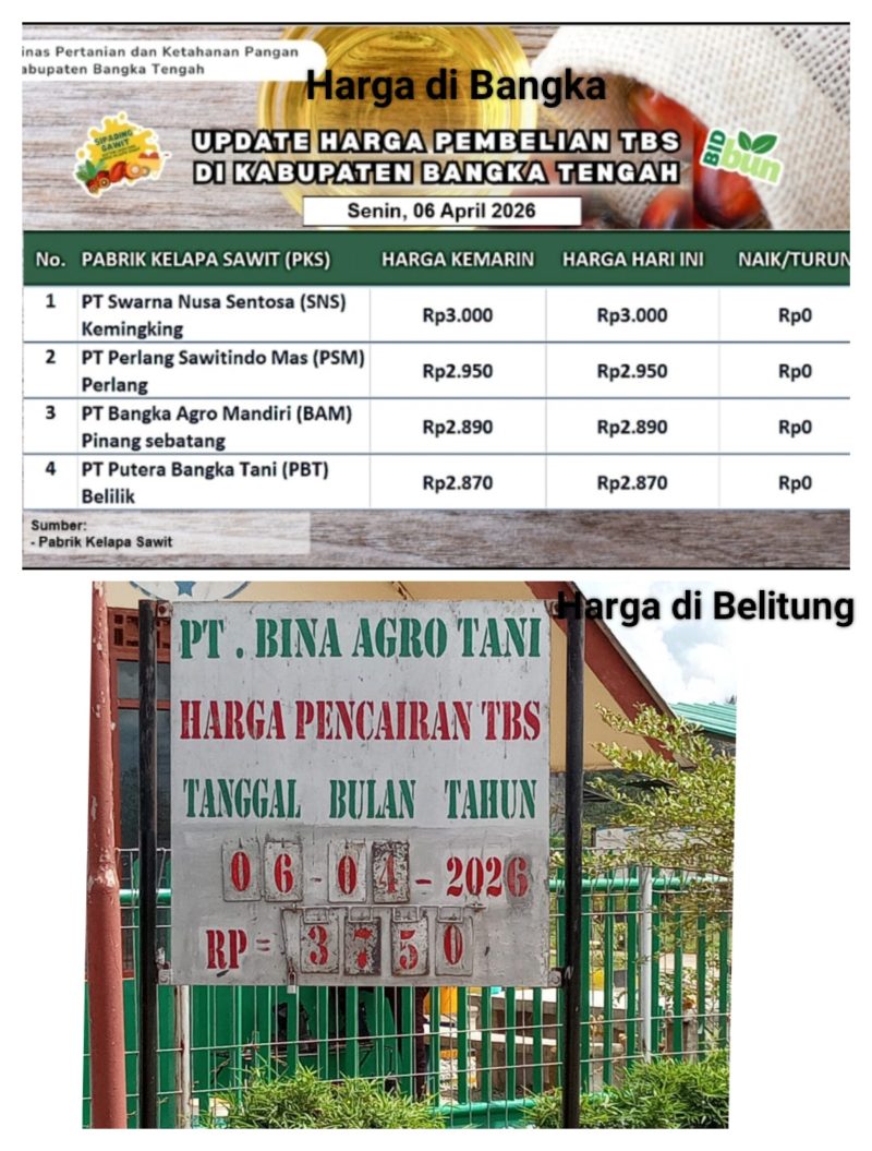Caption: Perbedaan harga antara CPO di Bangka Tengah dan Pulau Belitung yang mencapai angka seribu Rupiah, (Foto: Renaldi/Dispertan Bangka Tengah)
